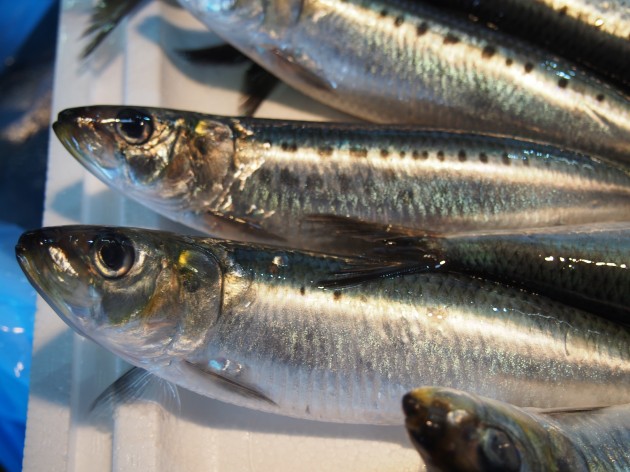 脂のノリのピークを逃すな 旬のイワシのさばき方と見分け方 船橋市場 船橋市地方卸売市場