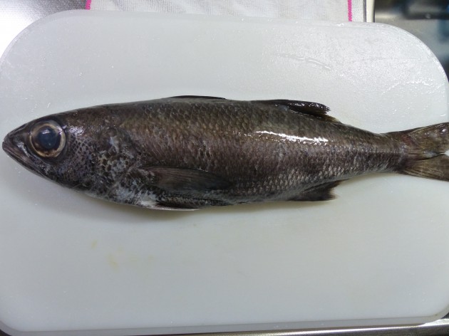 クロムツ ムツ よくわからんけど高級魚です 船橋市場 船橋市地方卸売市場