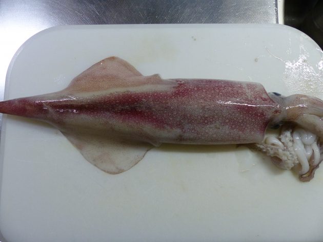 ケンサキイカ 白イカ 赤イカなどと呼ばれています 船橋市場 船橋市地方卸売市場