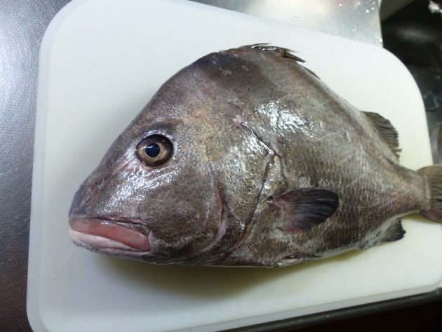 ヒゲソリダイ とってもユニークな名前です 船橋市場 船橋市地方卸売市場