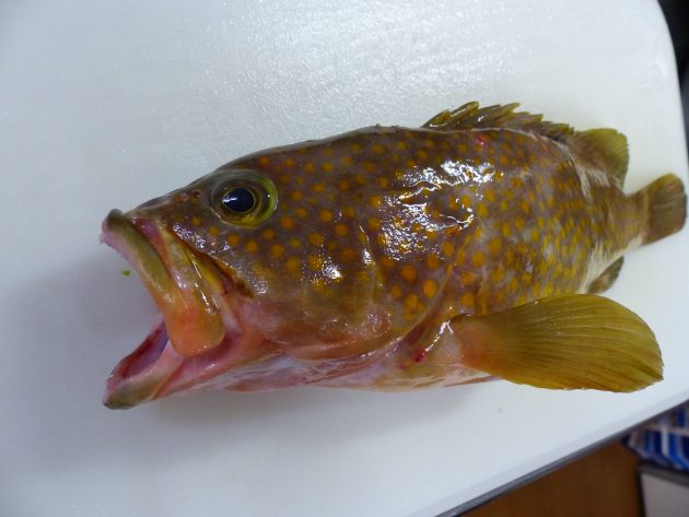 キジハタ ～アコウ・まだら模様がキレイだよ～  船橋市場 （船橋市 