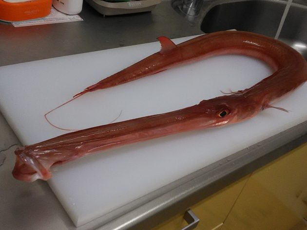 ヤガラ アカヤガラ 長くてとってもユニークな魚です 船橋市場 船橋市地方卸売市場