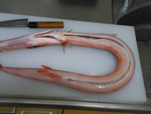 ヤガラ アカヤガラ 長くてとってもユニークな魚です 船橋市場 船橋市地方卸売市場