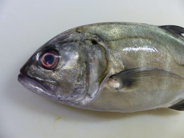 ギンガメアジ 安いけどとっても美味しい魚です 船橋市場 船橋市地方卸売市場