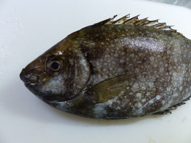 アイゴ 人気ないけど美味しかったよ 船橋市場 船橋市地方卸売市場