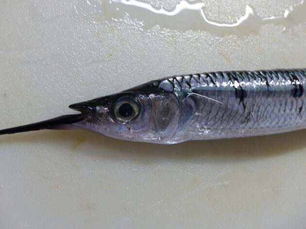 ホシザヨリ 太くて大きな珍しいサヨリです 船橋市場 船橋市地方卸売市場