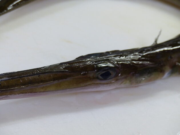 アオヤガラ ユニークで珍しい魚だよ 船橋市場 船橋市地方卸売市場