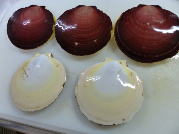 ツキヒガイ ～月日貝・鹿児島から珍しい貝が届きました～ | 船橋市場