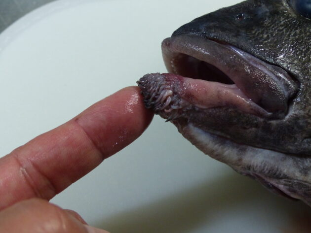 ヒゲダイ 髭鯛 とっても美味しい魚です 船橋市場 船橋市地方卸売市場