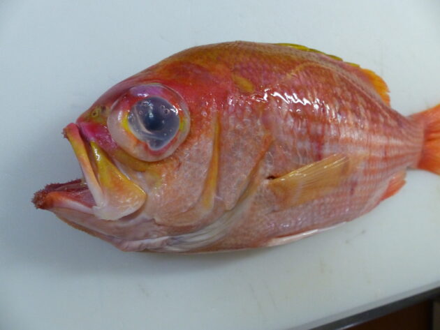 ミハラハナダイ ～三原花鯛・またまた珍しい魚です～ | 船橋市場